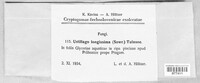 Ustilago filiformis image